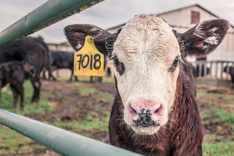 Almond, Walnut and Nut Farm Insurance GDI Insurance
